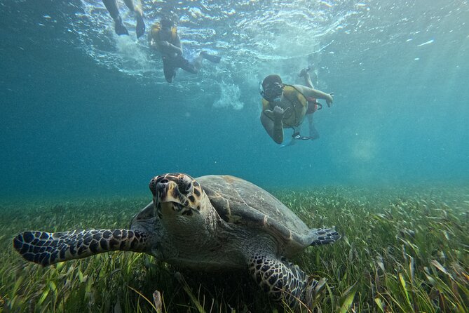 3 in 1 Jungle Tour Adventure Cancun - Meeting point and timing: start location, transport, and the buffer you need