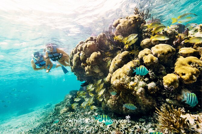 3-in-1 Puerto Morelos: Snorkeling, Tequila & Beachside Lunch - Price and What Is Included for a $39 Per Person Half-Day
