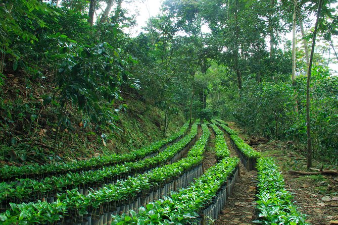 3 Levels of Huatulco the coffee you've been looking for - The three towns and producer meetings: why this route feels more real