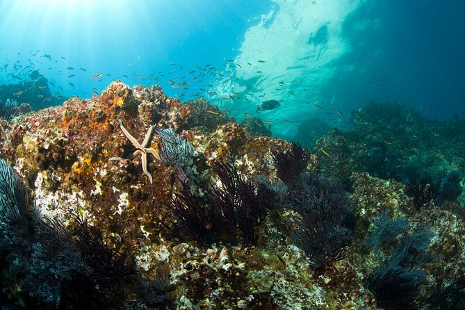 3-Tank Scuba in Marine Reserve and Corridor for Certified Divers - Tank 2 around the Arch and Corridor, where current is the boss