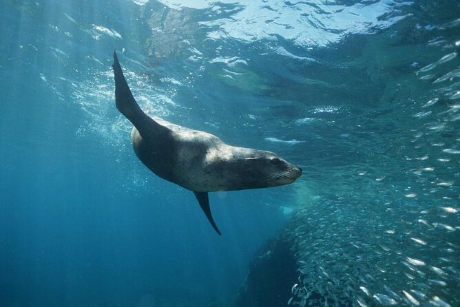 3-Tank Scuba in Marine Reserve and Corridor for Certified Divers - Guides, safety habits, and why the human factor drives the rating