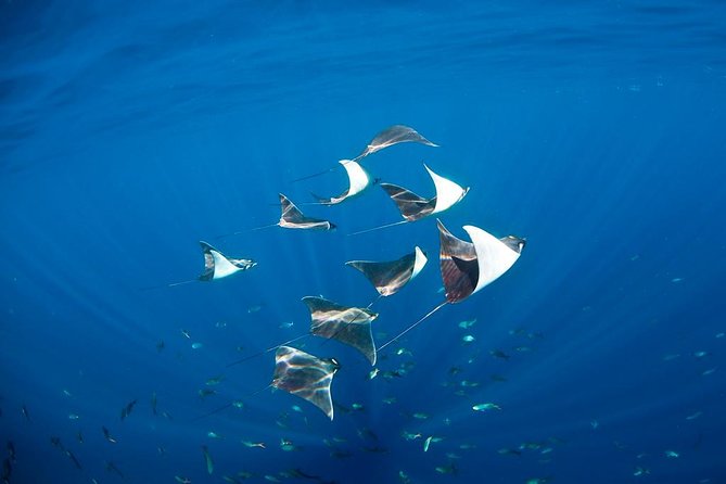3-Tank Scuba in Marine Reserve and Corridor for Certified Divers - Price and the real value of what you get for $210