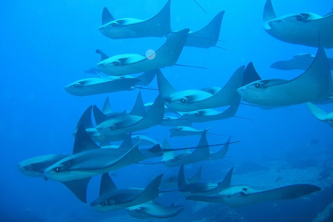3-Tank Scuba in Marine Reserve and Corridor for Certified Divers - Gear rental, weight belts, and how to avoid common setup headaches