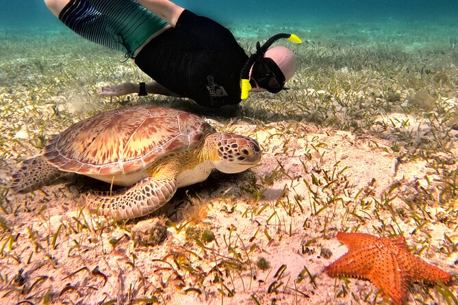 4 Hour Cozumel Turtle Sanctuary Experience on a Luxury Catamarán - The big idea: snorkeling reefs and doing turtle time in a short half-day