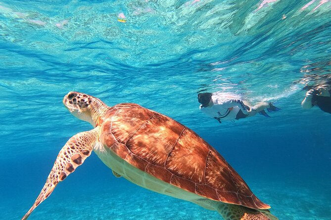 4 Hour Cozumel Turtle Sanctuary Experience on a Luxury Catamarán - Wildlife expectations: what you can count on, and what you can’t