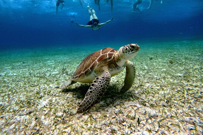 4 Hour Cozumel Turtle Sanctuary Experience on a Luxury Catamarán - Getting to the meeting point without stress
