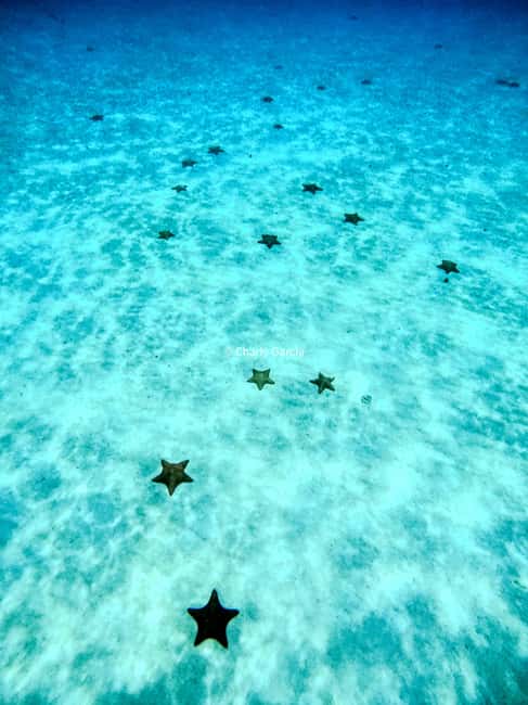 4 Hour Turtle Sanctuary Experience on a Luxury Catamarán - What to Bring: Rashguard, Cash, and Smart Backup for Towels
