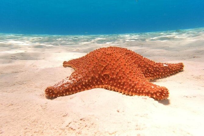 4 hours of shared snorkeling to El Cielo - Wildlife spotting: how to get more from El Cielo without chasing chaos