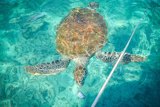 4H Lux 40' Catamaran All-Inclusive in Tulum and Playa del Carmen. - Lunch, Snacks, and Unlimited Drinks On Board