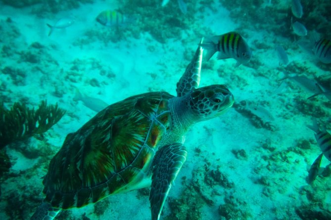 4H private 40' Yacht All-Inclusive in Tulum & Playa del Carmen - Food and Drinks: Ceviche, Chips, Guacamole, and the Margaritas