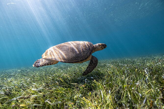 5-in-1 Cancun Snorkeling Tour with Sea Life & Transport Included - Marina Punta Norte Start, A/C Ride, and Getting Ready On-Site