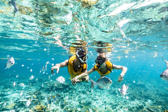 5-in-1 Cancun Snorkeling Tour with Sea Life & Transport Included - Stop 3: Turtle Chances, Plus Possible Rays