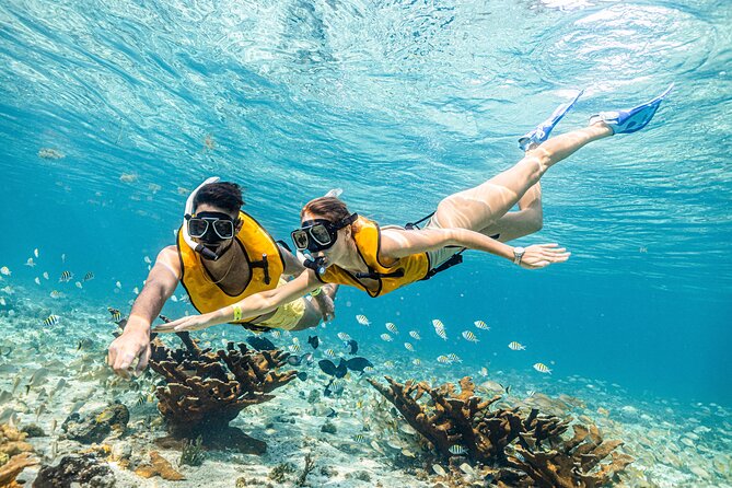 5-in-1 Cancun Snorkeling Tour with Sea Life & Transport Included - Price, What’s Included, and the Dock Fee You Must Plan For