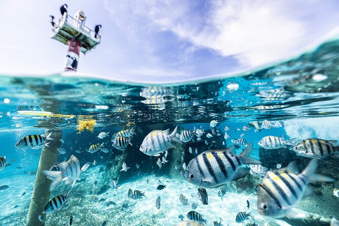 5-in-1 Cancun Snorkeling Tour with Sea Life & Transport Included - Stop 1: Coral Reef Snorkel With Warm, Calm Water