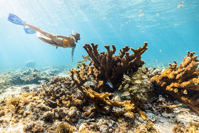 5-in-1 Cancun Snorkeling: Turtles, Reef, Musa, Shipwreck, Cenote - Photos and the Turtle Hunt: Getting Memories Without Underwater Camera Stress