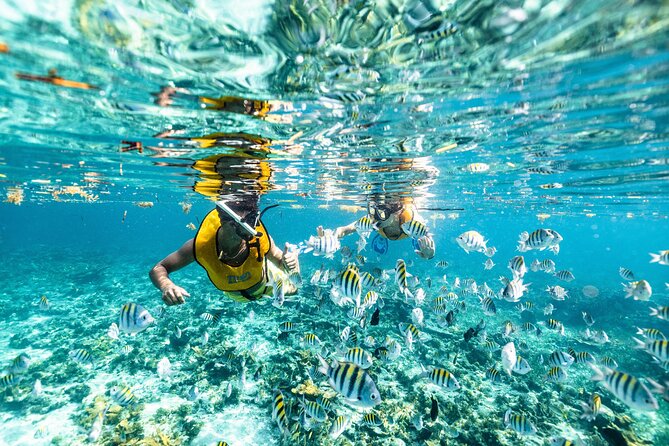 5-in-1 Cancun Snorkeling: Turtles, Reef, Musa, Shipwreck, Cenote - Sea Turtles and Possible Rays: The Part Everyone Remembers