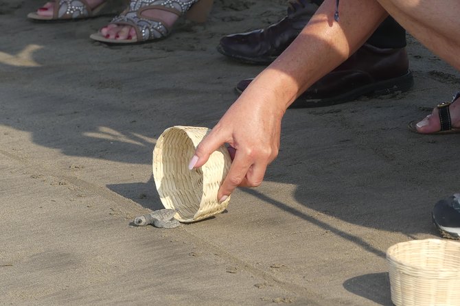 6 Hour Fun-Filled Tour Perfect for Cruise Travelers & Hotel Stays - Baby Turtle Release at Playa de Barra Vieja: The emotional payoff