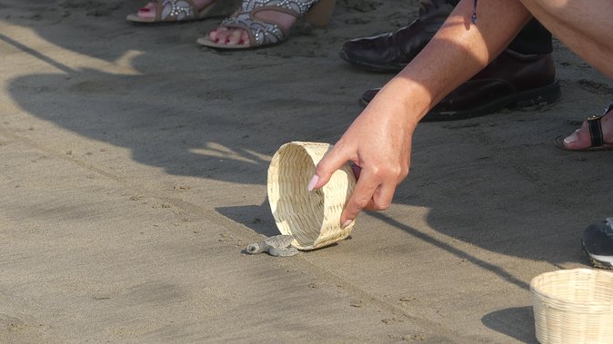 6Hr Cruise or Hotels City Tour, Divers, Baby Turtles Peace Chapel - A 6-Hour Acapulco Mix: Cliff Show, Peace Chapel, and Baby Turtles