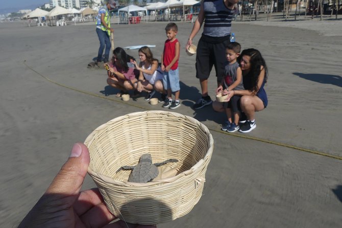 6Hr Cruise or Hotels City Tour, Divers, Baby Turtles Peace Chapel - Stop 3: Playa de Barra Vieja Baby Turtle Release Camp