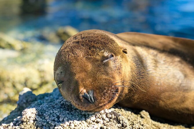 Adventure to Espiritu Santo Island: Snorkel with Sea Lions and Beach - Lunch on the sandy beach: ceviche, vegan option, and real downtime