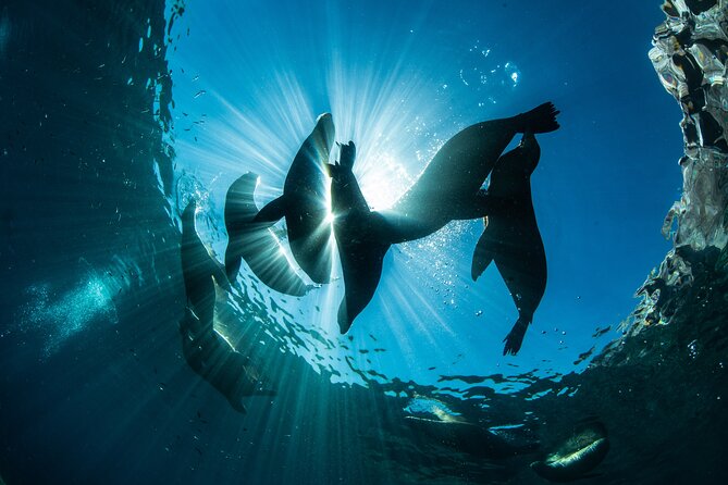 Adventure to Espiritu Santo Island: Snorkel with Sea Lions and Beach - When you should book (and when you should manage expectations)