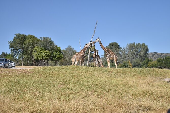 Africam safari (private tour) - Key Highlights Worth Scheduling