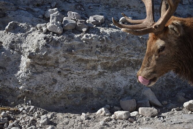 Africam safari (private tour) - Private Safari Convenience From Puebla And Cholula