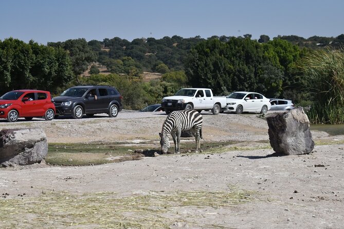Africam safari (private tour) - Guide Time: What Hiram And Ariel Add To Your Safari Day