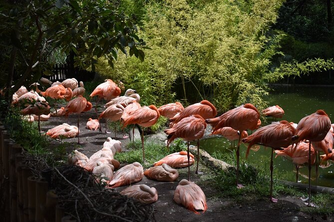 Africam safari (private tour) - A 4-Hour Park Visit That Lets You Choose Your Pace