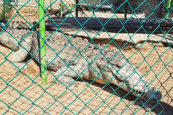 Afro-Mex Village Experience -Horseback Ride -Turtle Hatch & Crocs - Afro-Mex Village time, food breaks and cultural touches