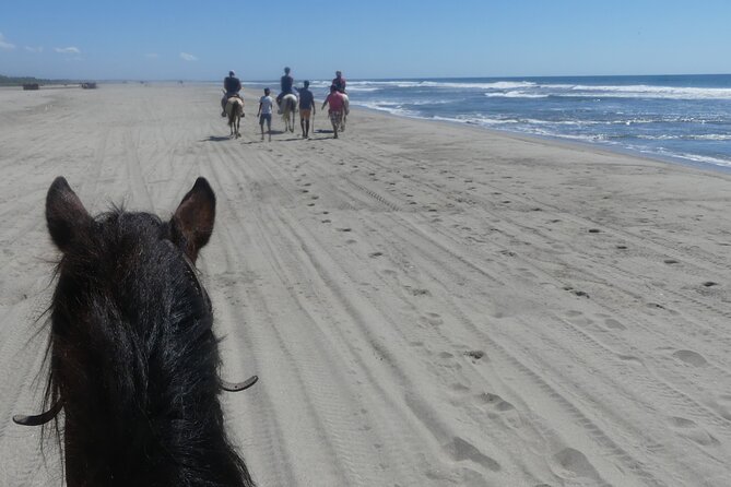 Afro-Mex Village Experience -Horseback Ride -Turtle Hatch & Crocs - Price and logistics, does $120.99 make sense?