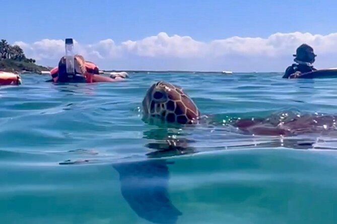 Akumal Bay snorkeling, plus 3 cenotes and great food - Key highlights that make this day work