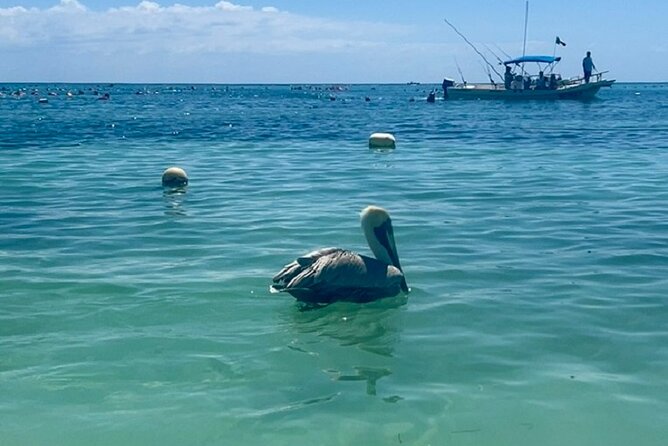 Akumal Bay snorkeling, plus 3 cenotes and great food - Lara & Luca lunch in Playa del Carmen, not just a sad afterthought