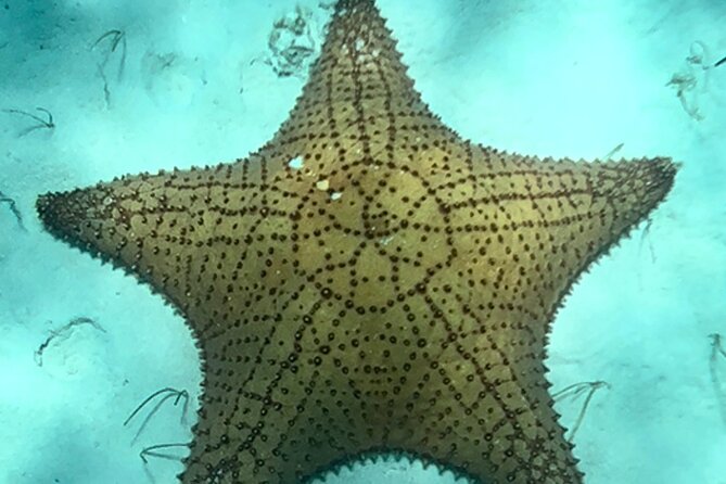 Akumal Bay snorkeling, plus 3 cenotes and great food - Price and value, why $169 makes sense for what’s included