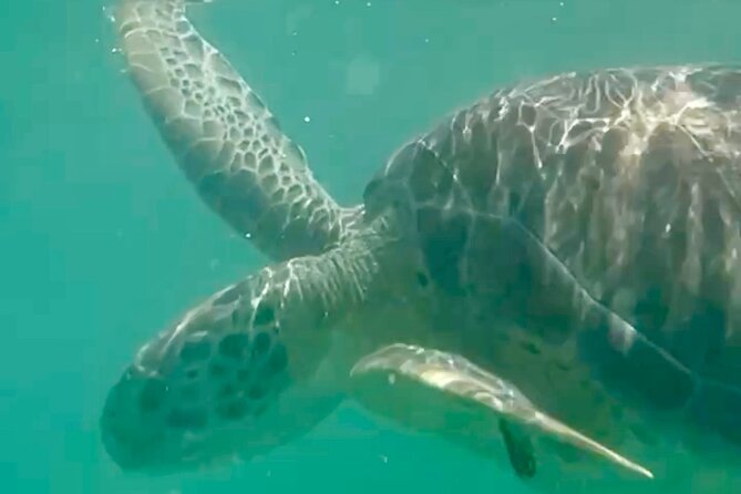 Akumal Bay snorkeling, plus 3 cenotes and great food - Blue cenotes in a private community, why it feels quieter than the famous spots