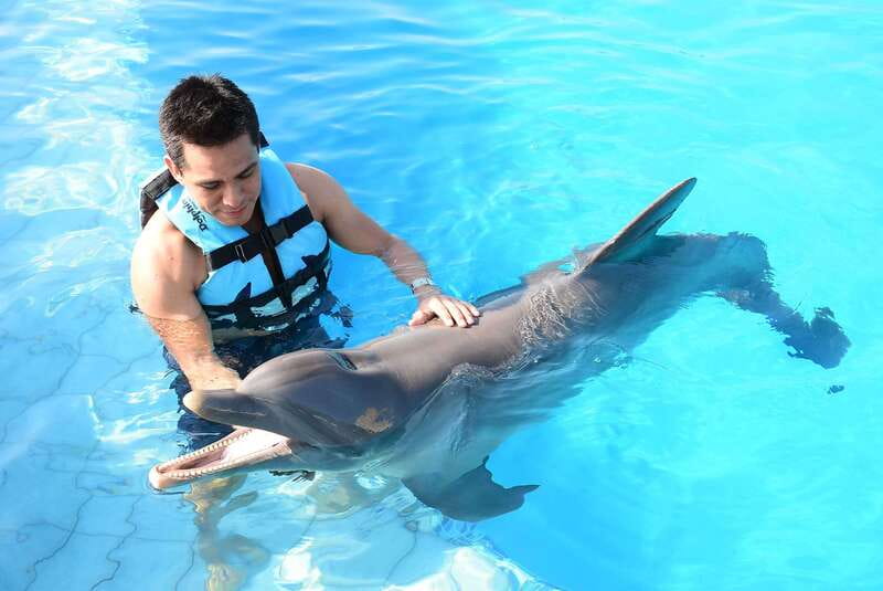 Akumal: Dolphin Encounter - Quick Take: What Makes This Dolphin Encounter Worth Your Time