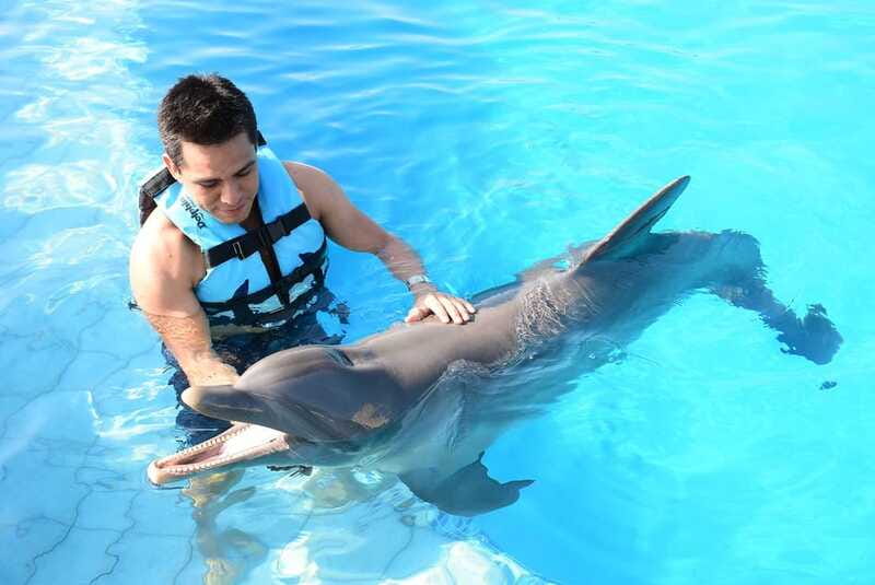 Akumal: Dolphin Encounter - Price and Value Check for a $99, 55-Minute Encounter