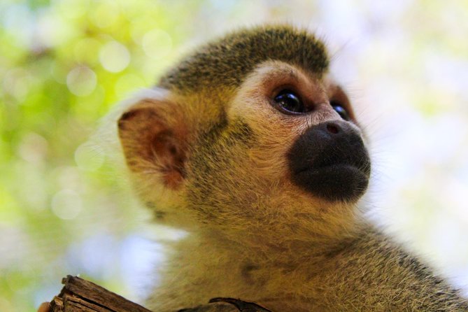 Akumal Monkey Sanctuary - Why This Monkey Sanctuary Feels More Like Rehab Than a Show