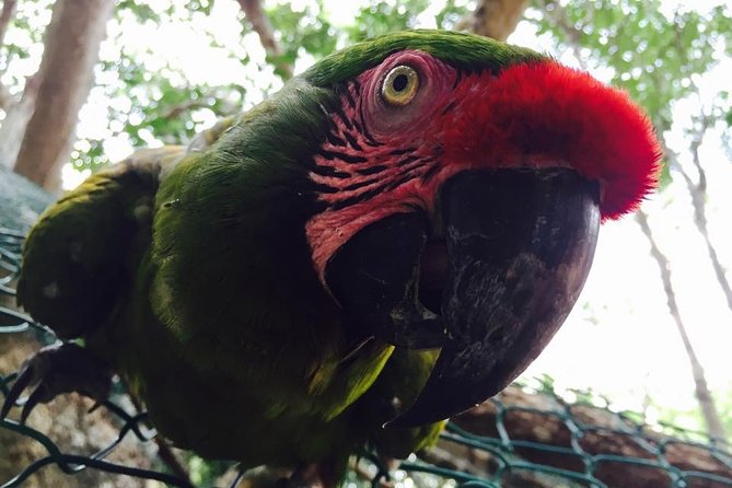 Akumal Monkey Sanctuary - Animals Beyond Monkeys: The Conservation Story You’ll Actually Remember