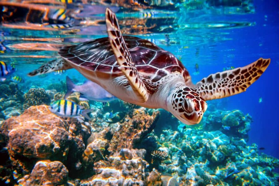 Akumal: Snorkel with Marine Fauna and an Expert Guide - Tsúuk Akumal Natural Park snorkeling: what happens during the 1.5 hours