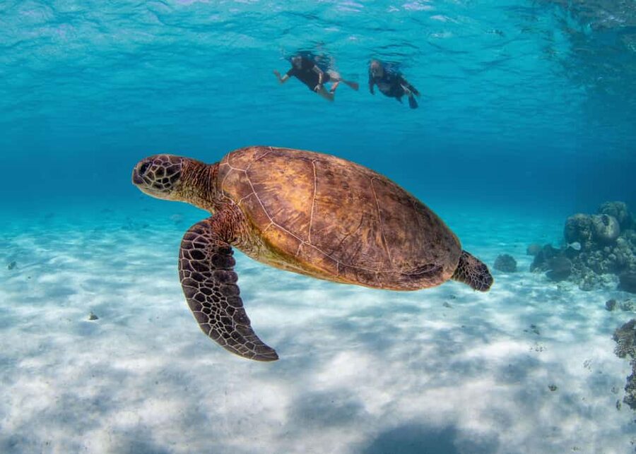 Akumal: Snorkel with Marine Fauna and an Expert Guide - Timing, logistics, and how to fit this into a Riviera Maya day
