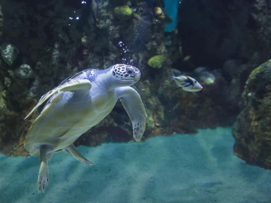 Akumal: Snorkel with Marine Fauna and an Expert Guide - Price and value: is $45 per person worth it?