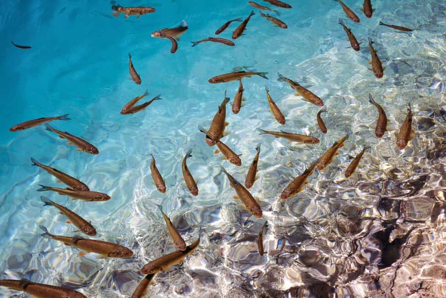 Akumal: Snorkel with Marine Fauna and an Expert Guide - What to bring, plus turtle-friendly do’s and don’ts