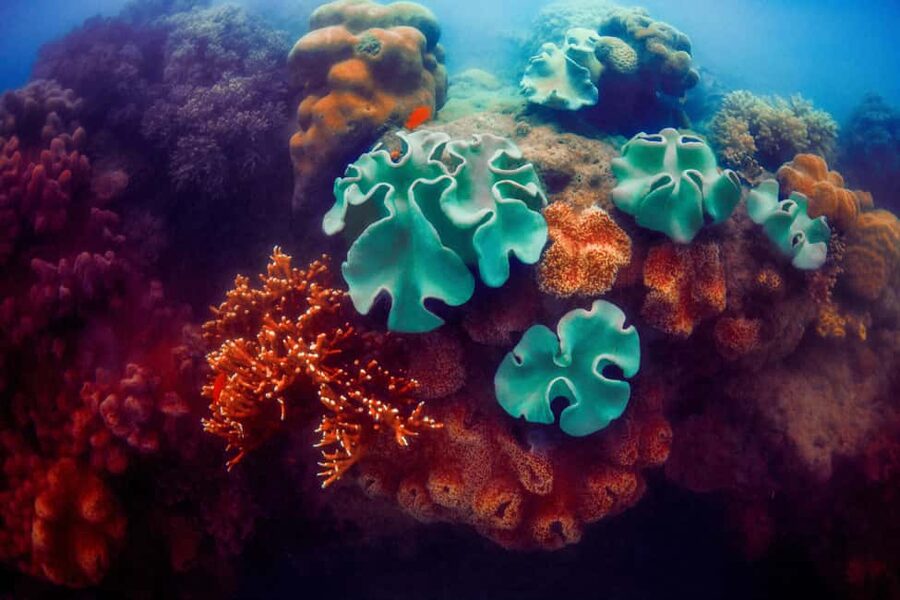 Akumal: Snorkel with Marine Fauna and an Expert Guide - Who this Akumal turtle snorkeling tour suits best