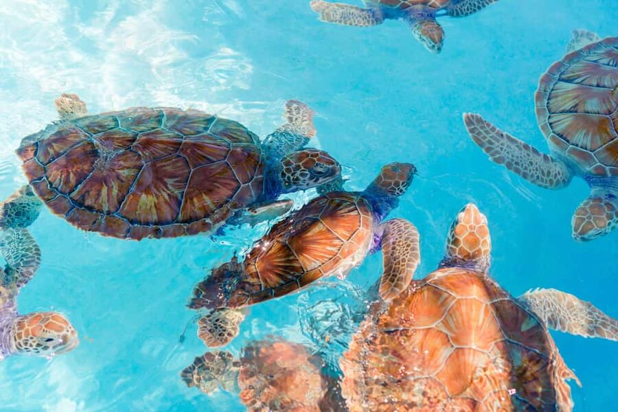 Akumal: Snorkel with Marine Fauna and an Expert Guide - Meeting at Oxxo Mar Azul, then getting comfortable fast