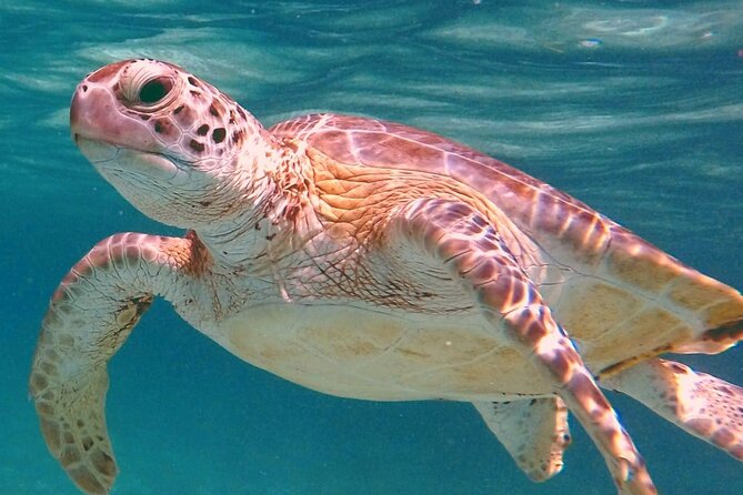 Akumal Turtles Snorkeling and GoPro pictures - Key points to know before you go