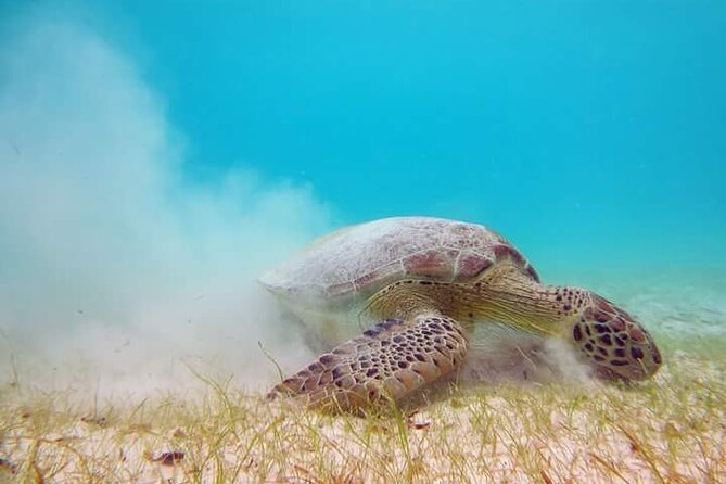 Akumal Turtles Snorkeling and GoPro pictures - Protected marine circuits for green turtles, corals, and fish