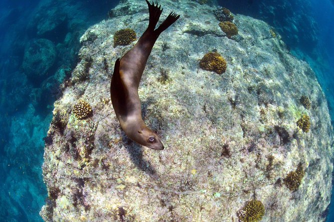 All-Inclusive Catamaran Tour | Beaches & Sea Lions from Los Cabos - Sailing, Snorkel Gear, and the Marine Biologist Moment
