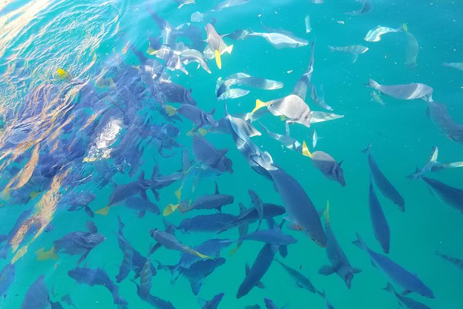 Arch Tour with Amazing Captain in Cabo San Lucas - Why the Cabo Arch Cruise Fits Perfectly Into a Busy Day
