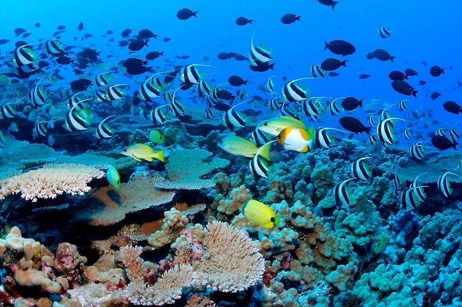 ATV Adventure Combo with Snorkeling, Ziplines, Cenote, and Lunch - National Reef Park Snorkeling: Boat Time, Gear, and Real Fish